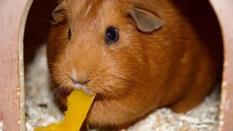 Can Guinea Pigs Eat Yellow Peppers
