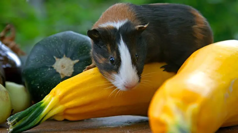 Can Guinea Pigs Eat Yellow Zucchini