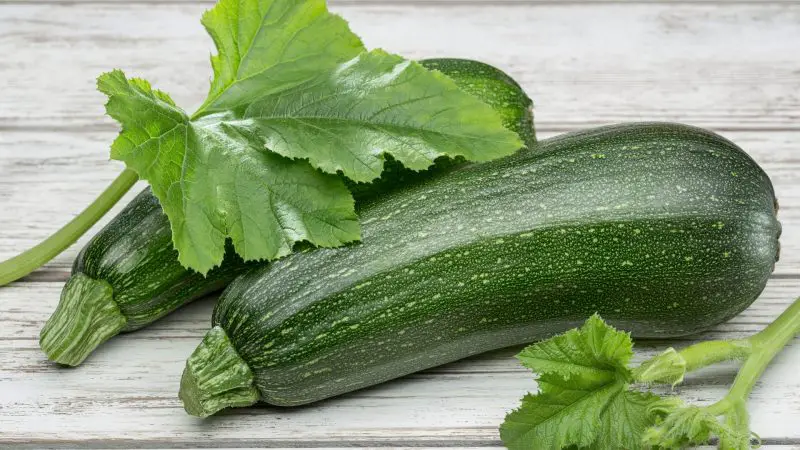 Can Guinea Pigs Eat Zucchini Leaves