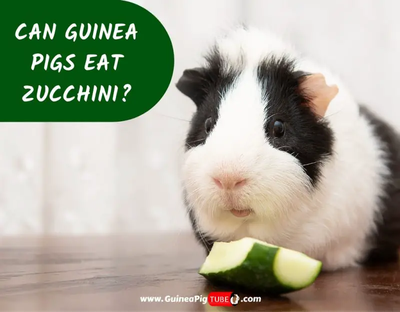 Can Guinea Pigs Eat Zucchini_