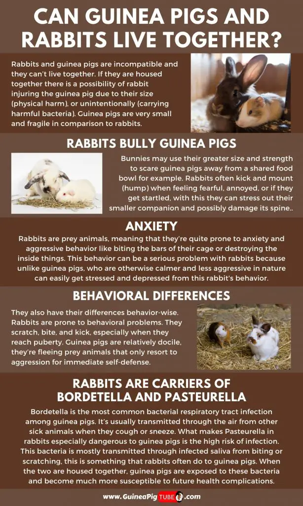 Can Guinea Pigs and Rabbits Live Together_1