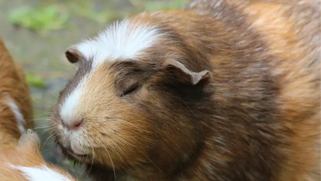 Blinzeln Meerschweinchen