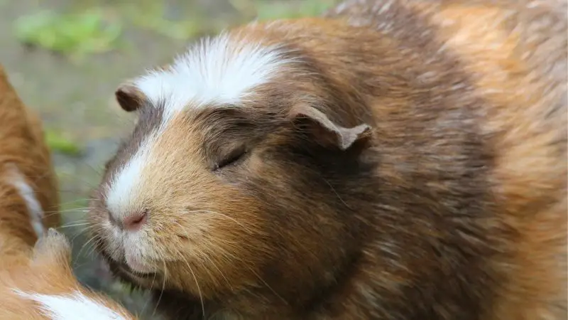 Do Guinea Pigs Blink