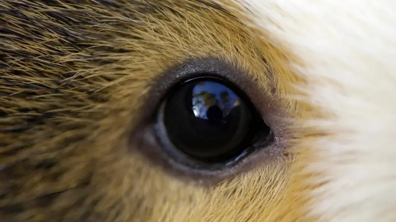 Do Guinea Pigs Have Good Vision