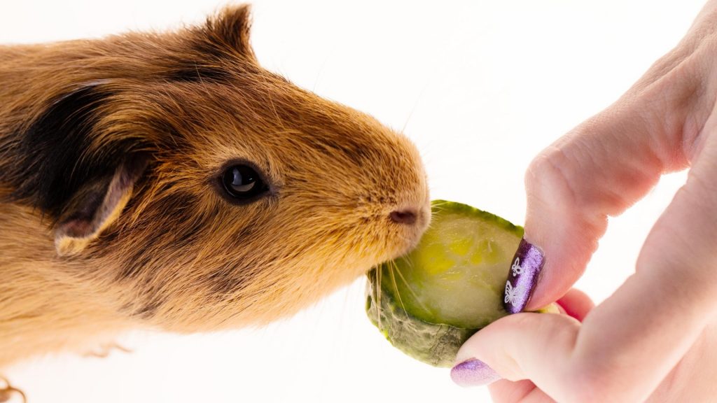 Do Guinea Pigs Like Cucumbers