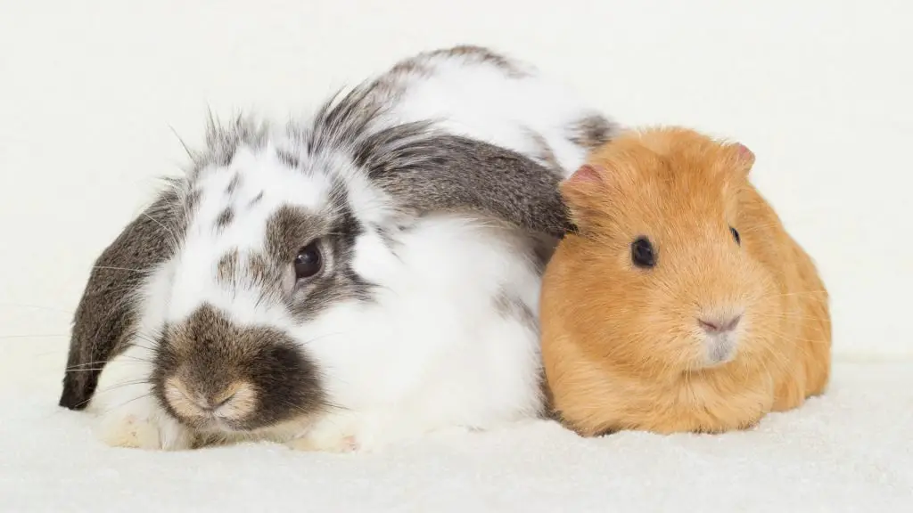 Guinea Pig and Rabbit Do Rabbits and Guinea Pigs Get Along