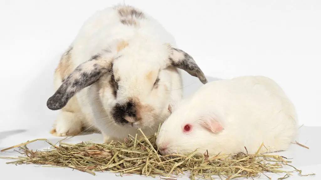 Guinea Pig vs Rabbit Which One to Choose as a Pet