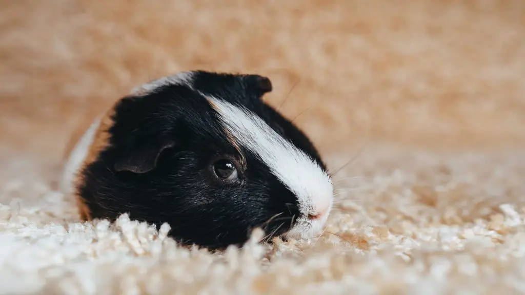 Wie schlafen Meerschweinchen mit offenen Augen