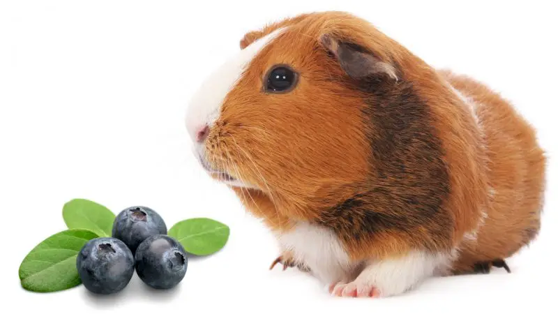 How Many Blueberries Can a Guinea Pig Eat a Day