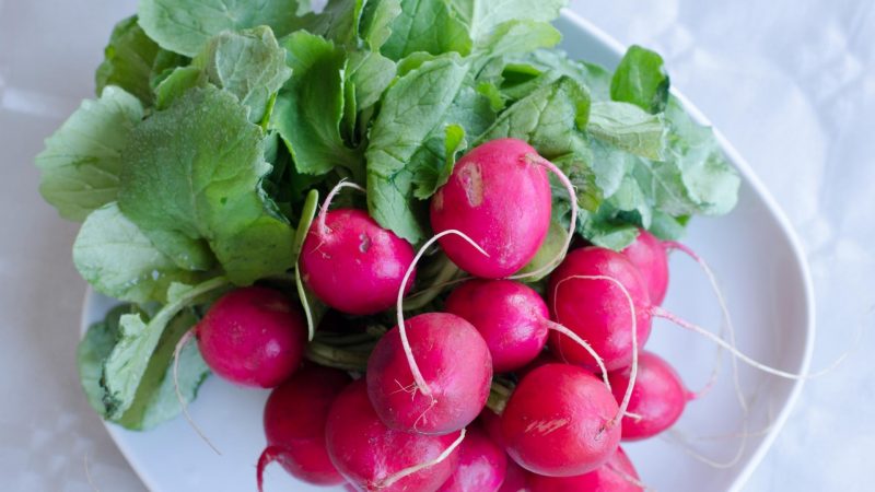 How Many Radishes Can Guinea Pigs Eat