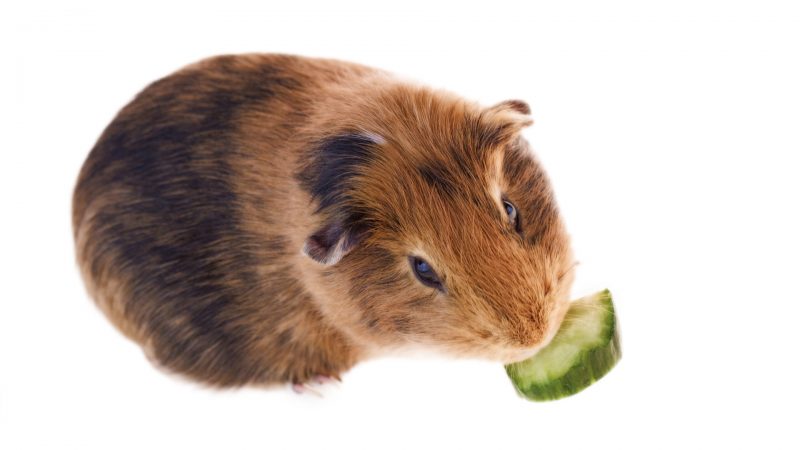 Is Zucchini Good for Guinea Pigs Health Benefits