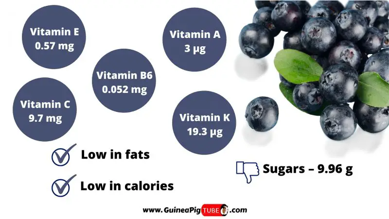 Nutrition Facts of Blueberries for Guinea Pigs