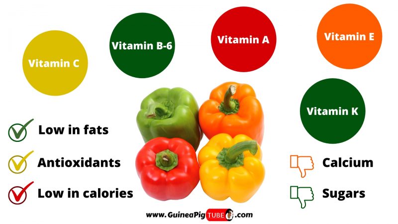 Nutrition Facts of Peppers for Guinea Pigs