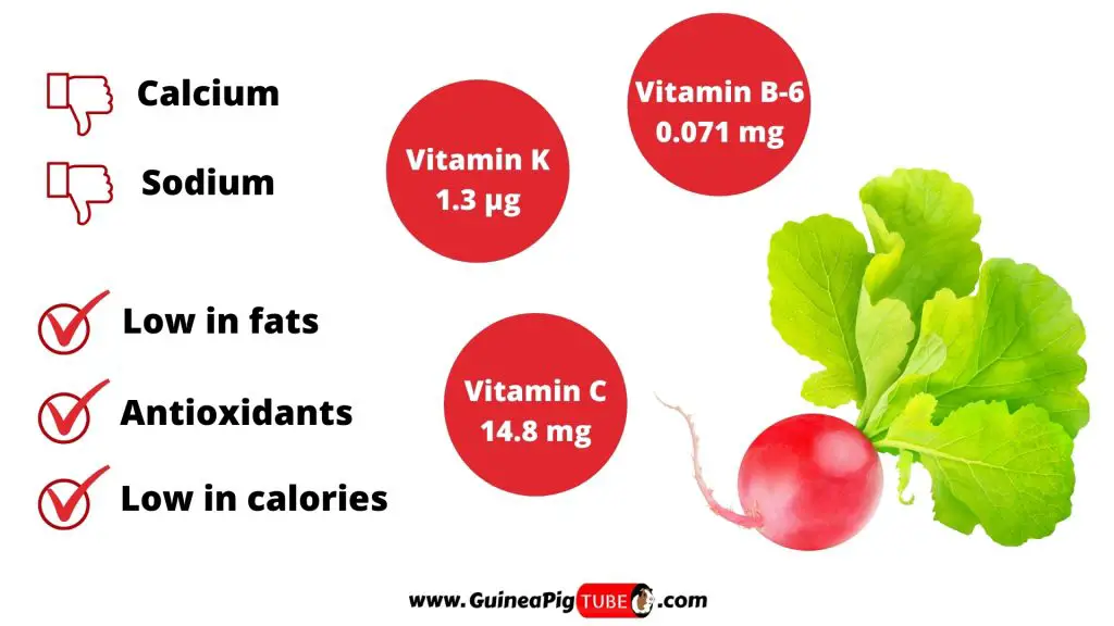 Nutrition Facts of Radishes for Guinea Pigs