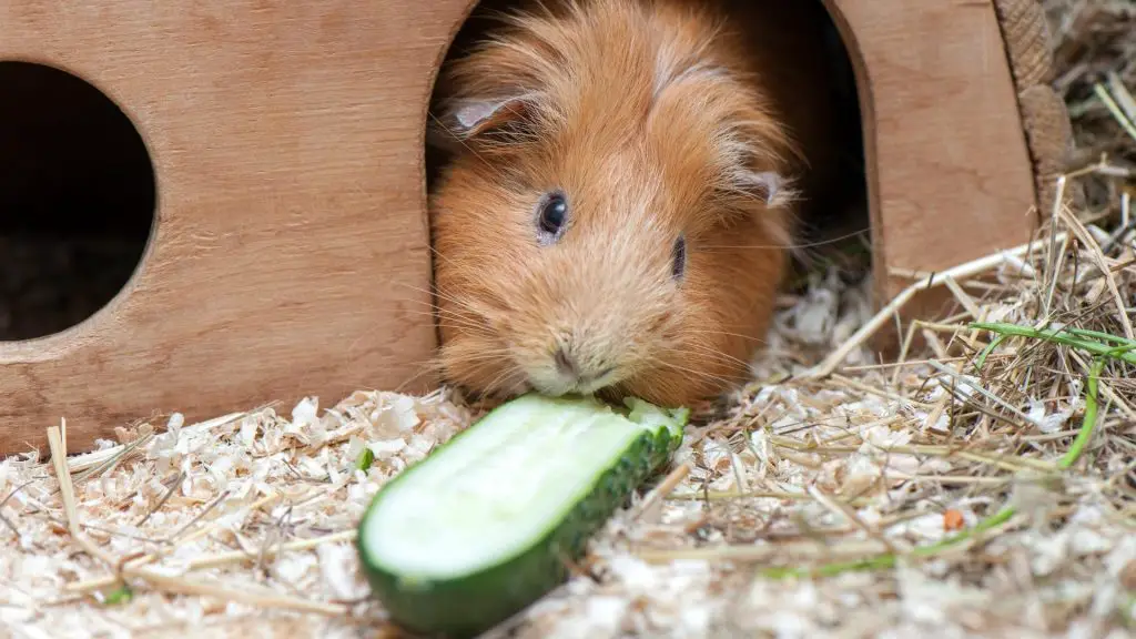 Risks to Consider When Feeding Cucumber to Guinea Pigs