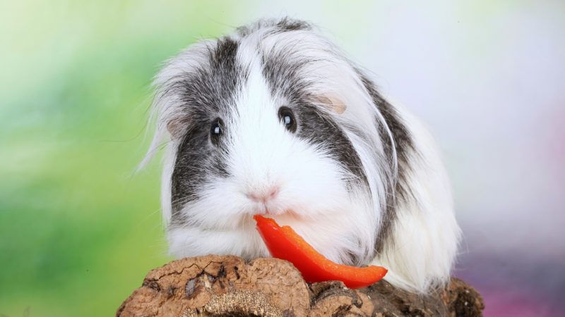 Risks to Consider When Feeding Peppers to Guinea Pigs