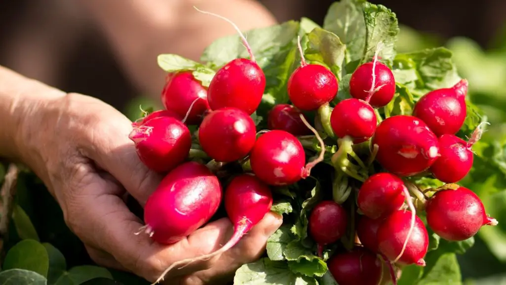 Risks to Consider When Feeding Radishes to Guinea Pigs