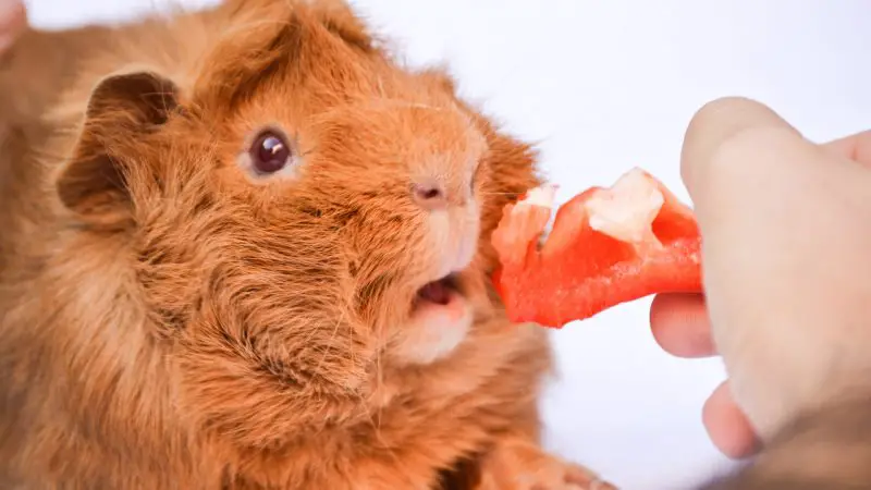 Risks to Consider When Feeding Red Peppers to Guinea Pigs