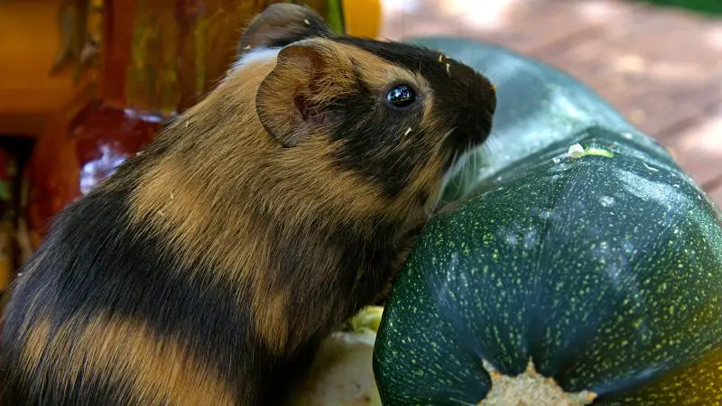 Risks to Consider When Feeding Zucchini to Guinea Pigs