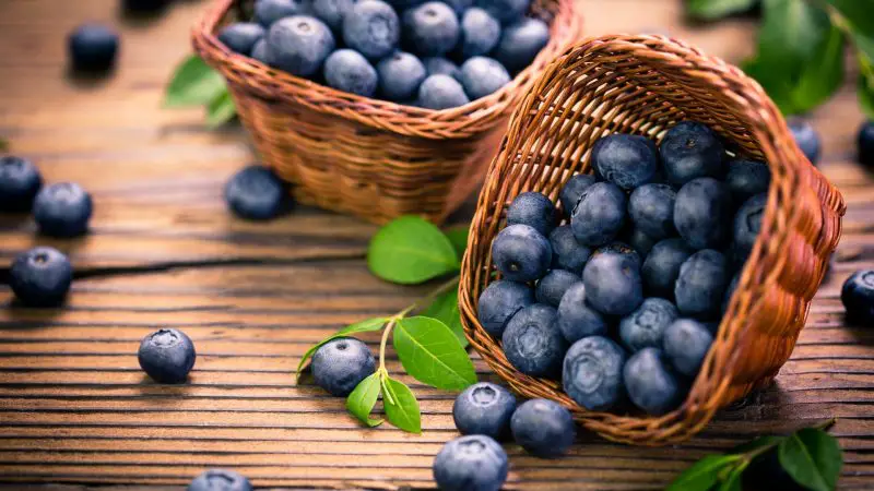 Serving Size and Frequency of Blueberries for Guinea Pigs