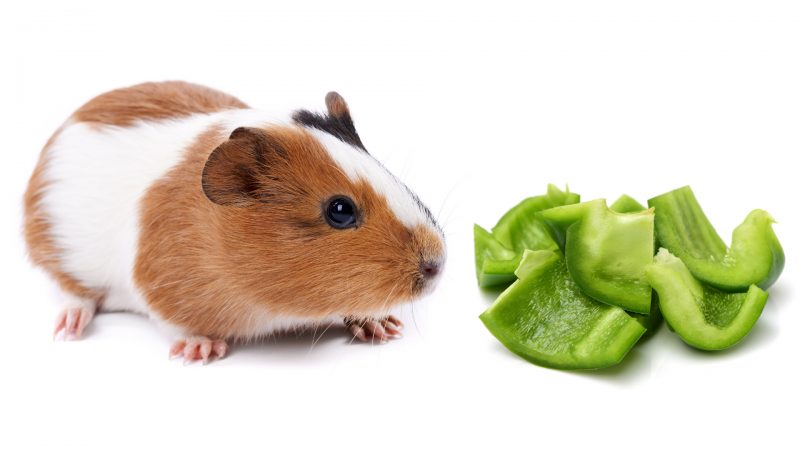 Nutrition Facts of Green Peppers for Guinea Pigs