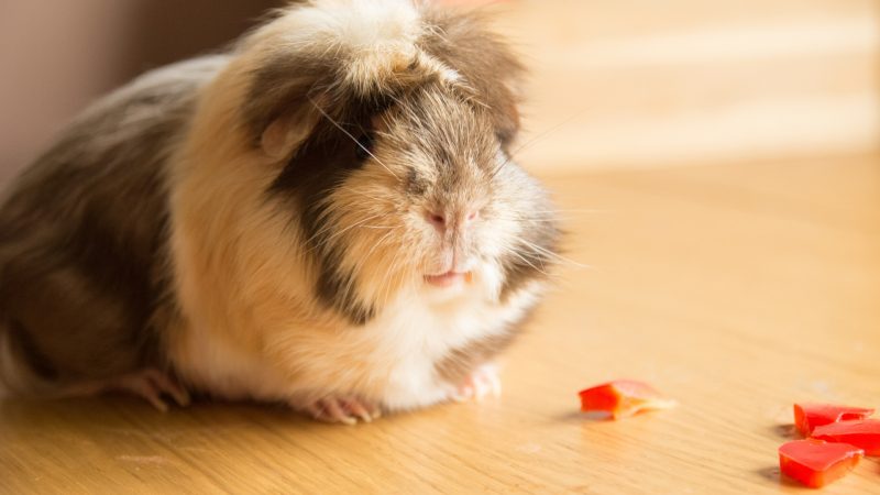 Serving Size and Frequency of Peppers for Guinea Pigs