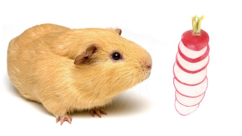 Serving Size and Frequency of Radishes for Guinea Pigs