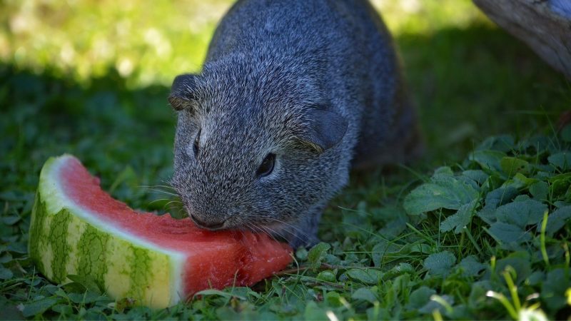 Serving Size and Frequency of Watermelon for Guinea Pigs