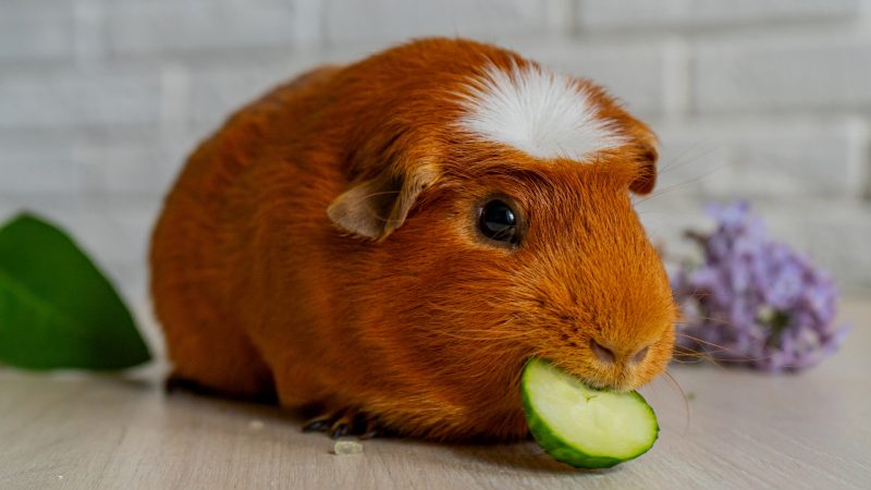 Serving Size and Frequency of Zucchini for Guinea Pigs