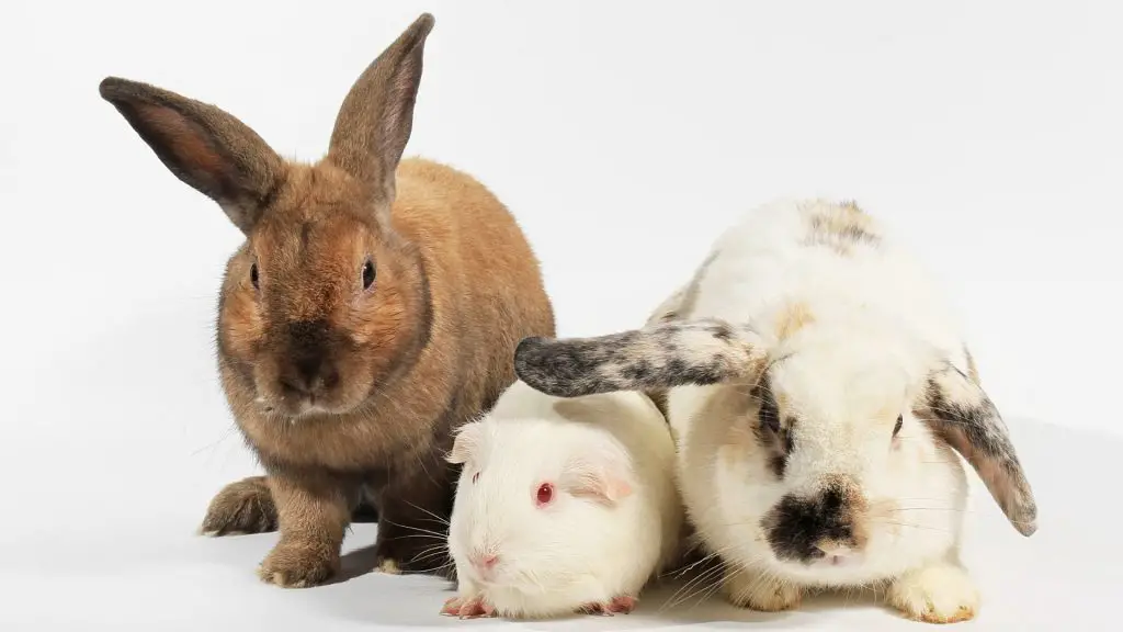 Situational Cases When Guinea Pigs and Rabbits Get Along