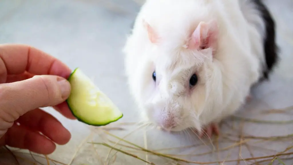 Tips on How Can You Feed Cucumber to Guinea Pigs