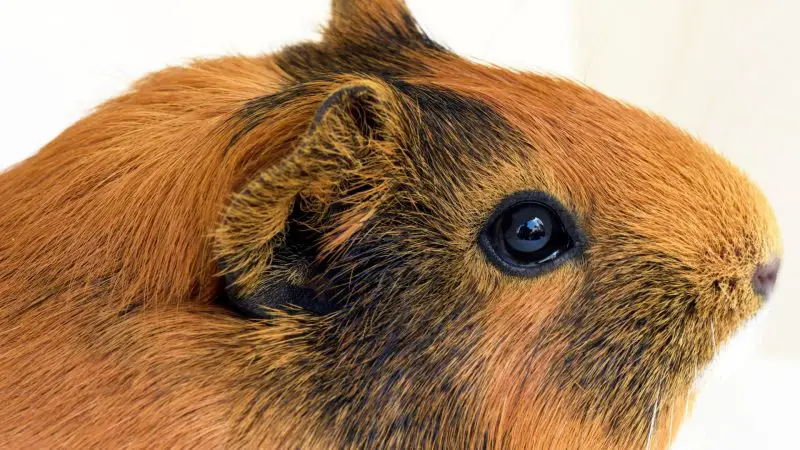 Why Doesn’t My Guinea Pig Close Its Eyes