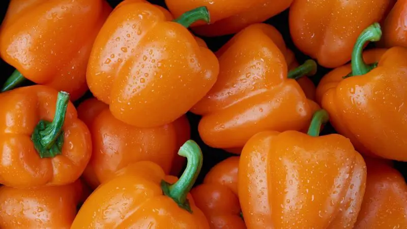 Are Orange Peppers Good for Guinea Pigs Health Benefits