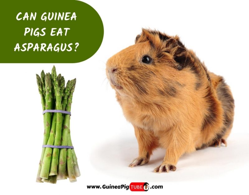 Can Guinea Pigs Eat Asparagus_