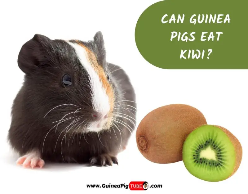 Can Guinea Pigs Eat Kiwi_