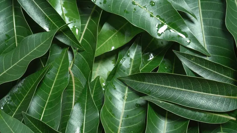 Can Guinea Pigs Eat Mango Leaves