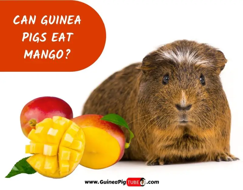 Can Guinea Pigs Eat Mango? 