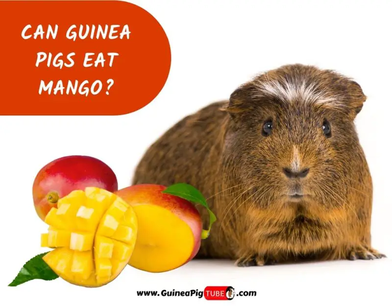 can guinea pigs eat mangoes