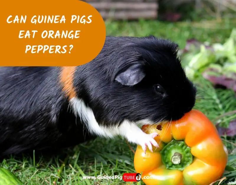 Can Guinea Pigs Eat Orange Peppers_