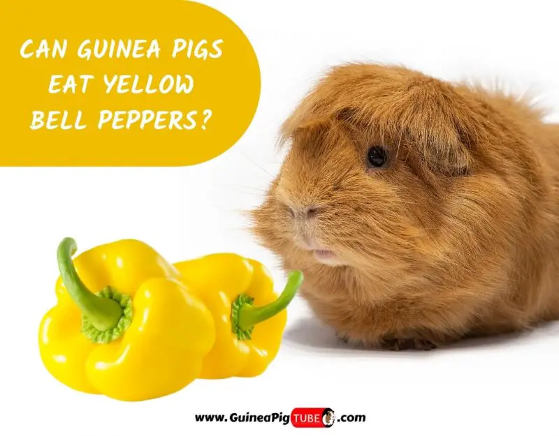 Can Guinea Pigs Eat Yellow Bell Peppers_