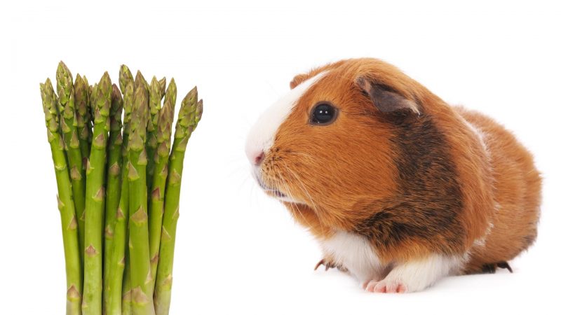 More Information About Guinea Pigs and Asparagus