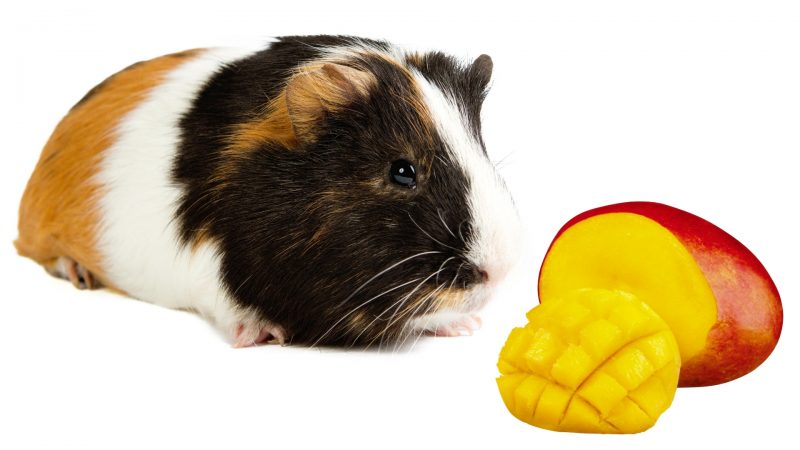 More Information About Guinea Pigs and Mango