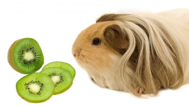 More Information About Kiwi and Guinea Pigs