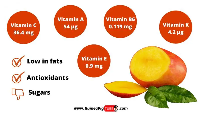 Nutrition Facts of Mango for Guinea Pigs