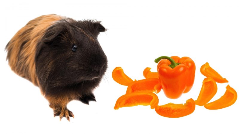 Serving Size and Frequency of Orange Bell Peppers for Guinea Pigs