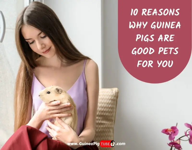 10 Reasons Why Guinea Pigs Are Good Pets For You