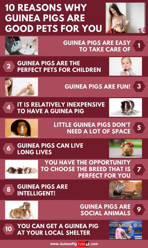 10 Reasons Why Guinea Pigs Are Good Pets For You_1