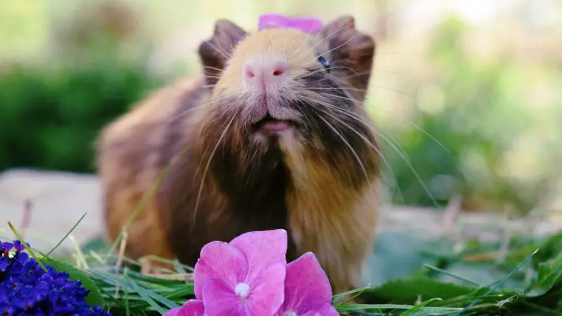 Body Language and Sounds of a Happy Guinea Pig
