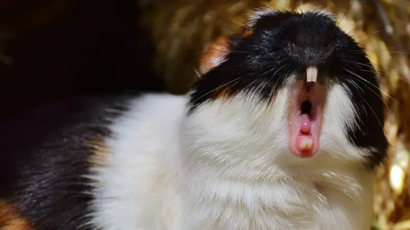 Body Language and Sounds of a Scared or Aggressive Guinea Pig