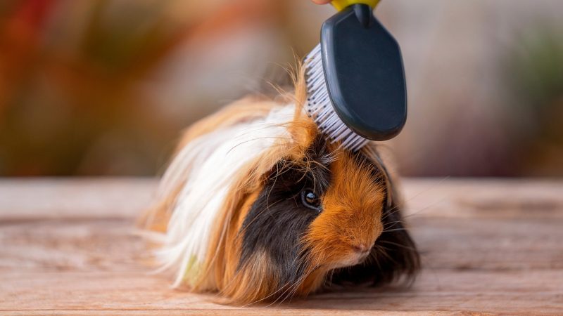 Brush Hair